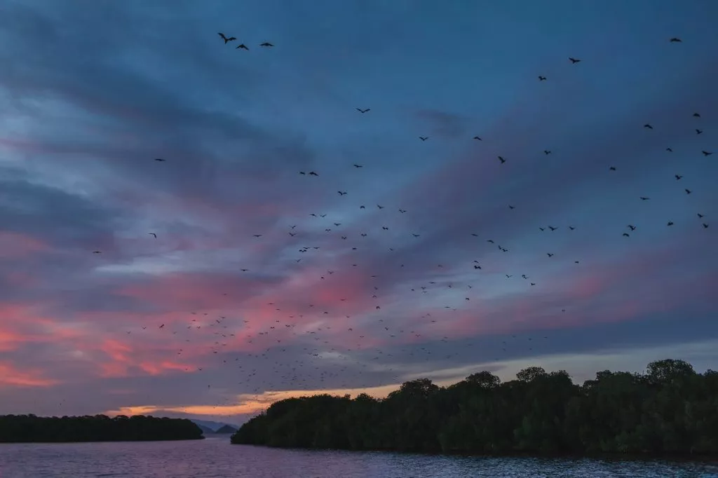 fox-bat-flying-in-the-sunset-sky-island-flying-fox-or-variable-flying-fox-pteropus-hypomelanus--1024x682