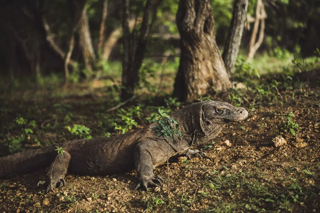 komodo-dragon-close-up-scientific-name-varanus-komodoensis-natural-habitat--1024x682